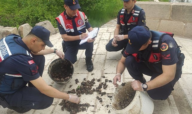Salyangoz avcısı jandarmaya yakalandı