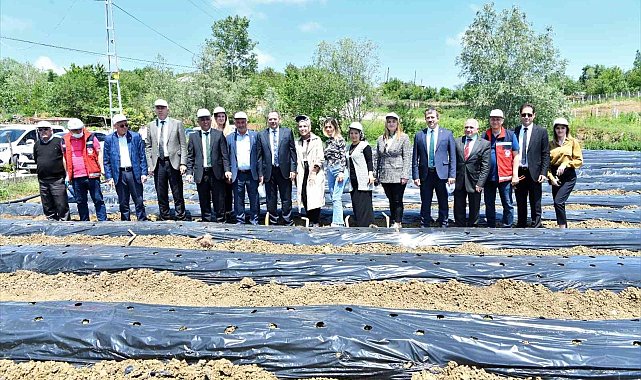 Samsun&#039;da 500 bin çilek fidesi, 11 bin 880 aronya fidanı dağıtıldı