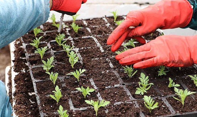 Şanlıurfa&#039;nın cadde ve sokaklarında çiçek açacak