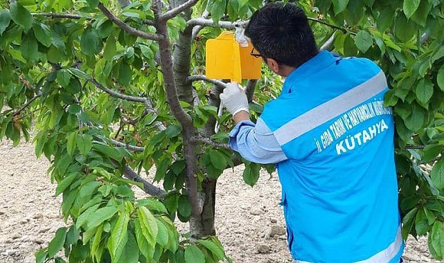 Şaphane'de Kiraz Sineği zararlısı ile mücadele çalışmaları