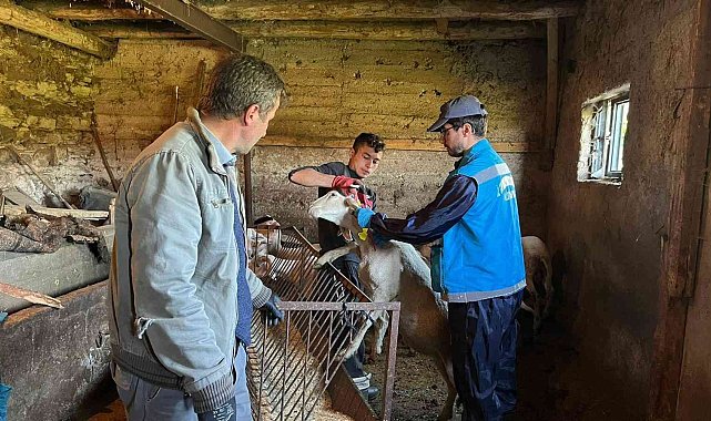 Şaphane'de küçükbaş hayvan küpeleme ve aşılama çalışmaları