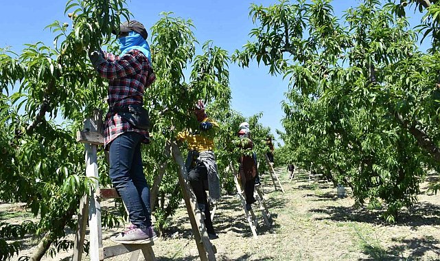 Şeftali bahçelerinde kontroller devam ediyor