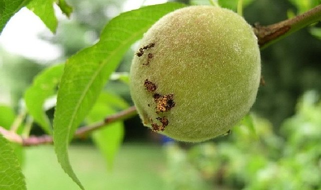 Şeftalide doğu meyve güvesi tehlikesi: "Yoğun miktarda rastlandı"