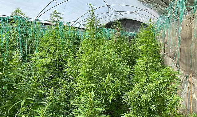 Sera kurup kenevir yetiştirmişler