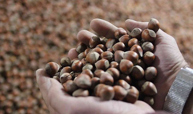 Serbest piyasada fındık fiyatı yükseldi