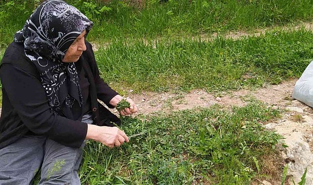 Sezon başladı, ailecek tek tek elleriyle topluyorlar