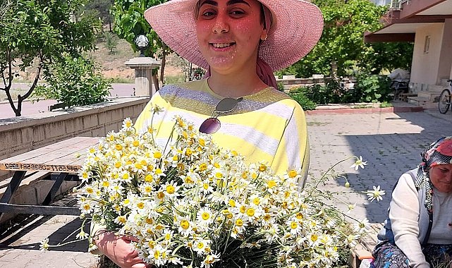 Şifa deposu Mayıs papatyasında hasat zamanı