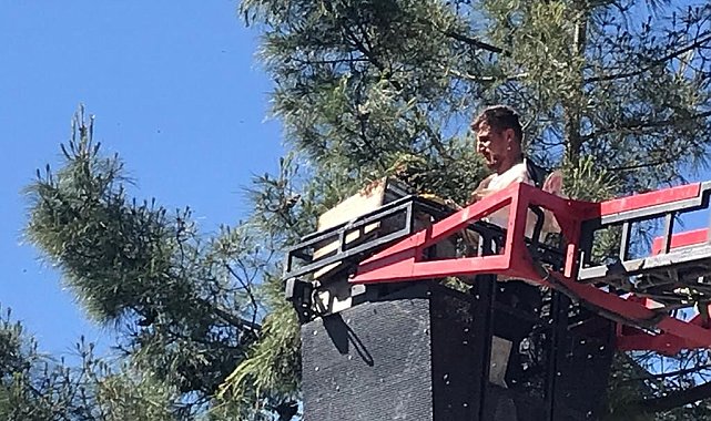 Siirt'te çam ağacına oğul veren arılar kurtarıldı