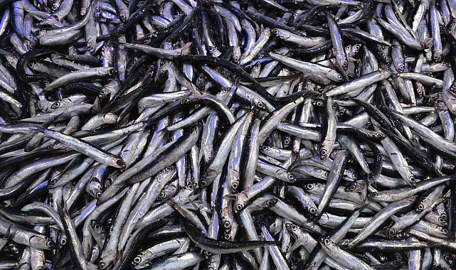 Sinop&#039;ta avlanan az miktarda hamsi, kilosu 60 liradan satılıyor