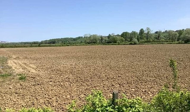 Sinop'ta izinli kenevir ekimi