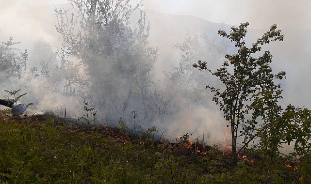 Sinop'ta orman yangını