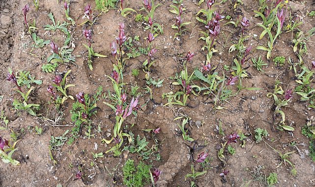 Sinop'ta salep yetiştirilmeye başlandı