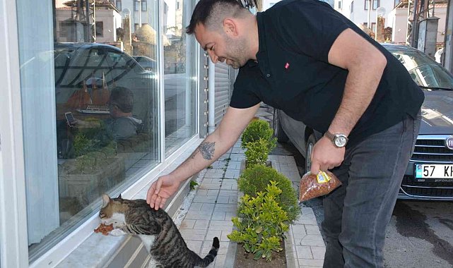 Sinoplu esnaf mahalledeki kedilere sahip çıkıyor