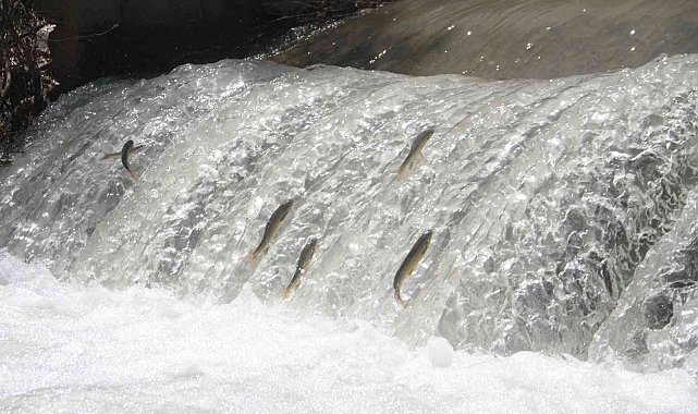 Siraz&#039;ın akıntıya karşı göçü devam ediyor