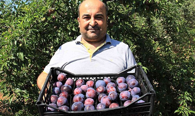 Siyah erikte ilk hasat