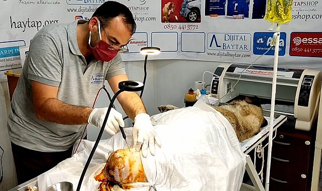 Sokak köpeğinin kalçasında oluşan tümör ameliyatla alındı