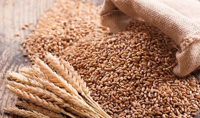 Söke TARİŞ bu sezonda da buğday alımı yapacak