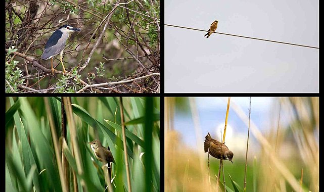 Sultan Sazlığı ve Aladağlarda 139 kuş türü tespit edildi