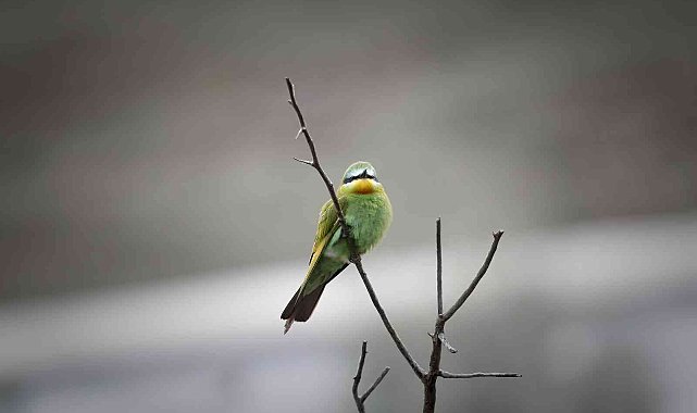 Sultan Sazlığı'nda ilk defa yeşil arıkuşu gözlemlendi
