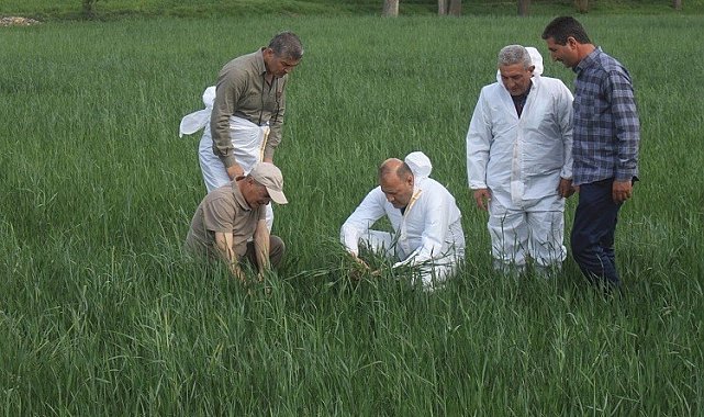 Süne ile mücadele hasat mevsimine kadar sürdürecek