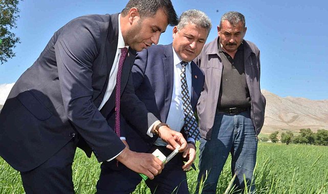 Süne ile mücadele için tarlalara 130 bin &quot;arıcık&quot; salındı