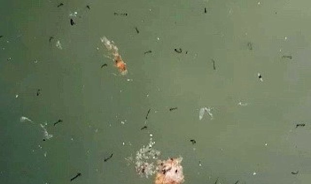 Süs havuzlarında haşereler üredi