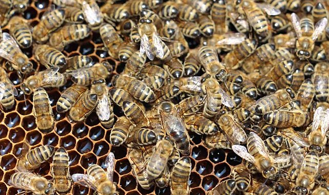 TAB Başkanı Şahin'den 'varroa mücadelesi' açıklaması