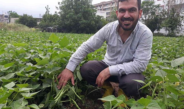 Tarlada kilosu 15 lira... Hatay'da taze fasulye hasadı başladı
