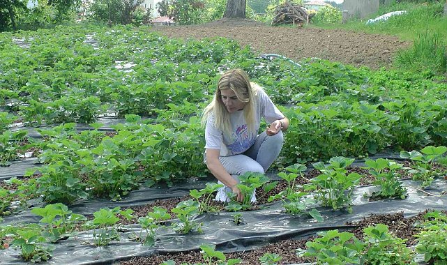 Tarlaya gittiğinde merak saldı, kozmetik toptancılığını bırakıp tarıma yöneldi