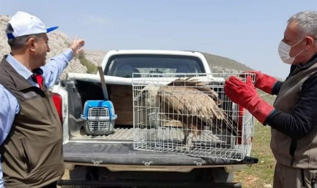 Tedavisi tamamlanan akbaba, doğaya bırakıldı
