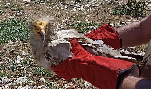 Tedavisi yapılan akbaba doğaya bırakıldı