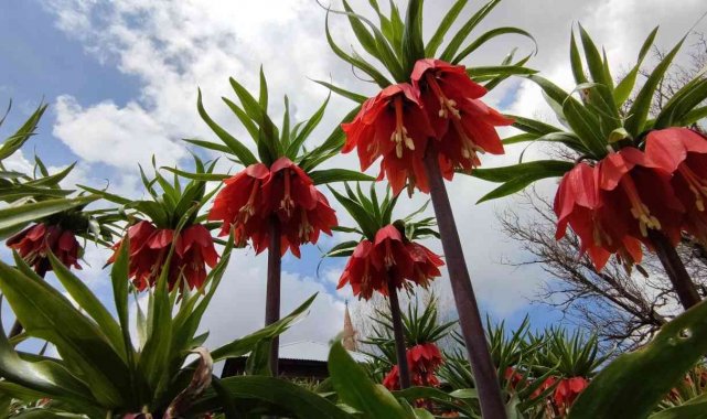 Ters laleler büyülüyor