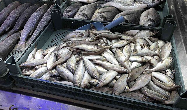 Tezgahları kıyı balıkları süslüyor