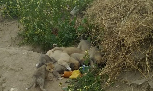 Tilki ve köpek yavruları aynı yuvada büyüyorlar
