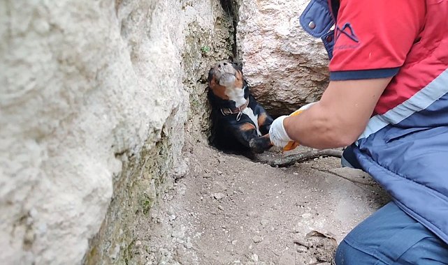 Tilkinin peşinden girdikleri obrukta sıkışan köpekleri itfaiye kurtardı