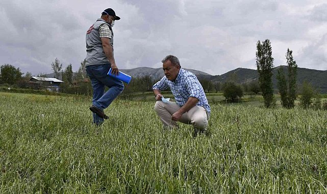 Tokat'ta dolu yağışı ekili tarım arazilerini vurdu
