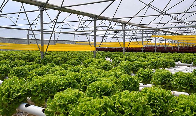 Trabzon'da seracılık gelişiyor