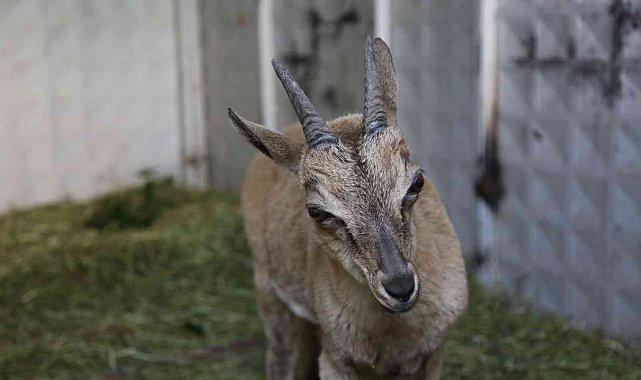 Tunceli'de bitkin halde bulunan yaban keçisi koruma altına alındı