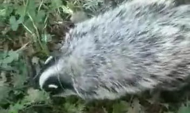 Tunceli'de kırmızı listedeki porsuk görüntülendi