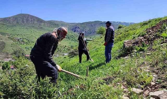 Tunceli&#039;de meyve fidanları toprakla buluştu