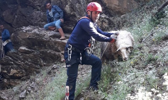 Uçurumda mahsur kalan koyun ve kuzu kurtarıldı