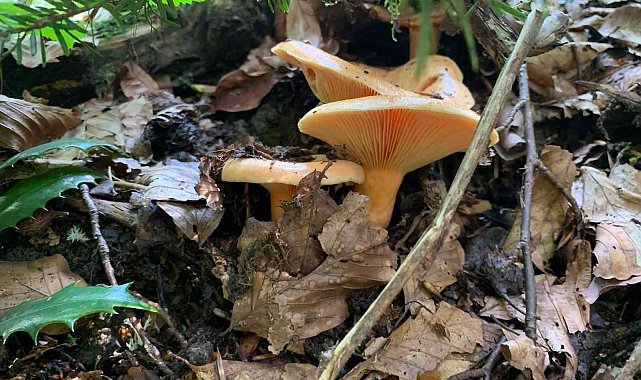 Ülkemizde sıklıkla görülüyor