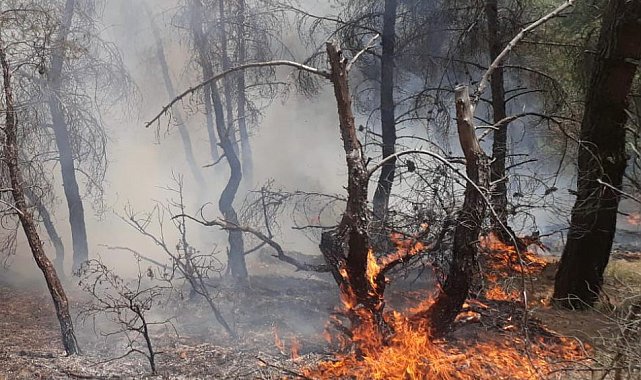 Uşak&#039;taki orman yangınında 1,5 dekar alan zarar gördü