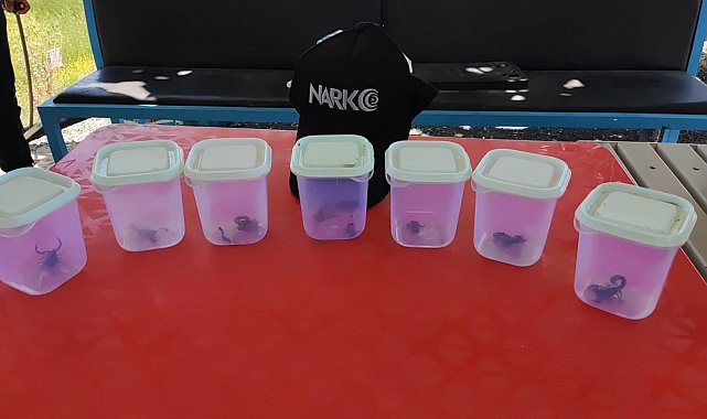 Uyuşturucu beklerken zehirli akrepler ele geçirildi