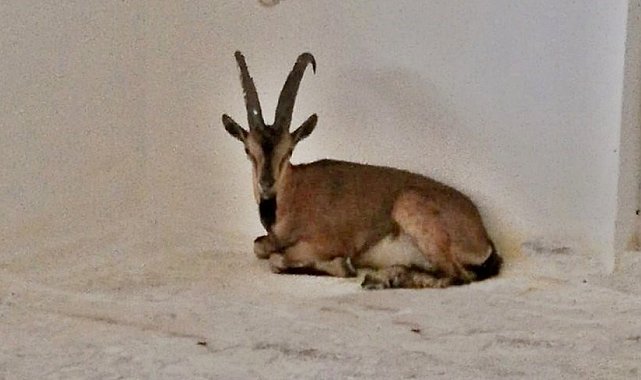 Yaban keçisi şehir merkezine indi