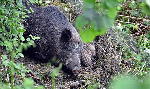 Yabani domuz ve yavrularına köylüler sahip çıktı