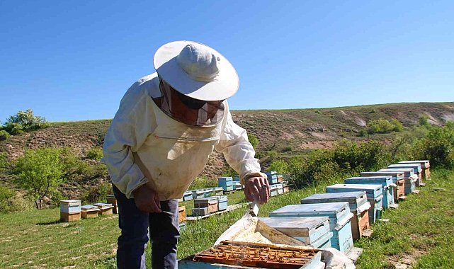 Yağışlar arıcıları da sevindirdi, rekoltede yükseliş bekleniyor