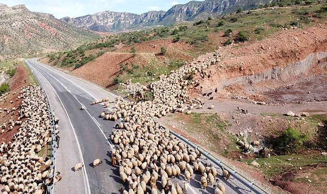 Yağışlar otlak alanlarını arttırdı, peynir fiyatlarının düşmesi bekleniyor