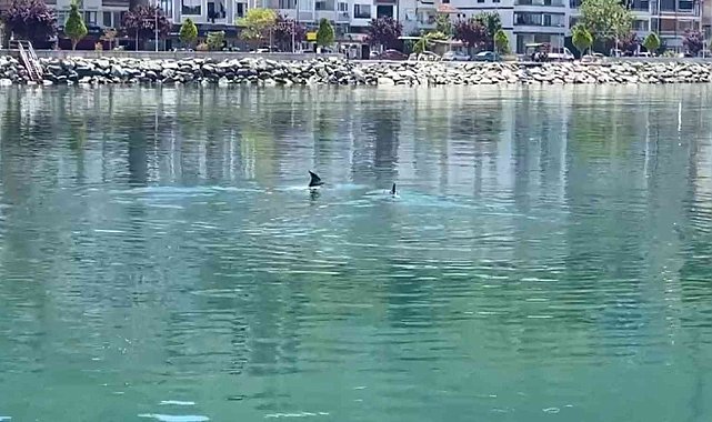 Yalova Esenköy sahilinde yunus sürprizi