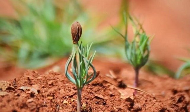 Yanan Demirciler orman alanın yeniden yeşerdi